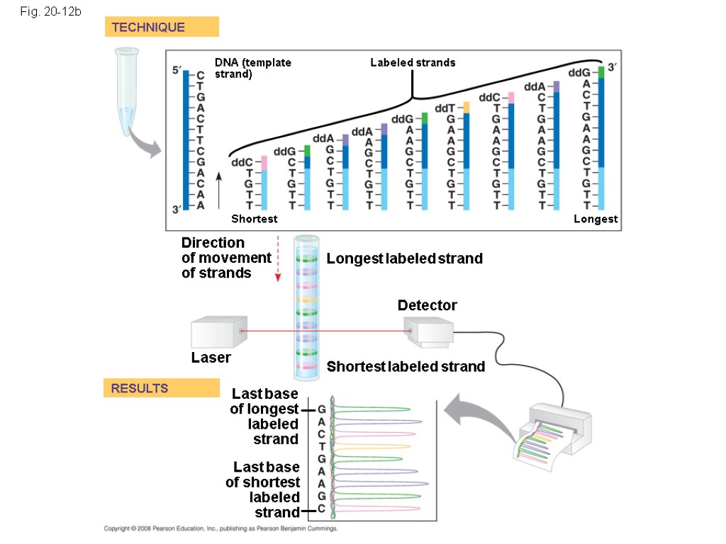 Fig. 20-12b TECHNIQUE RESULTS DNA (template strand) Shortest Labeled strands Longest Shortest labeled strand